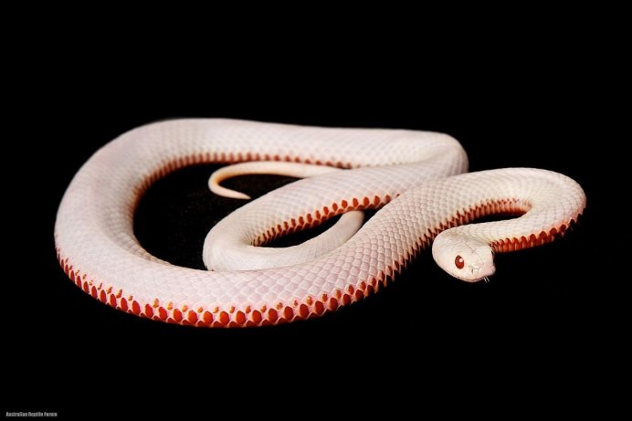 Королевская Кобра альбинос