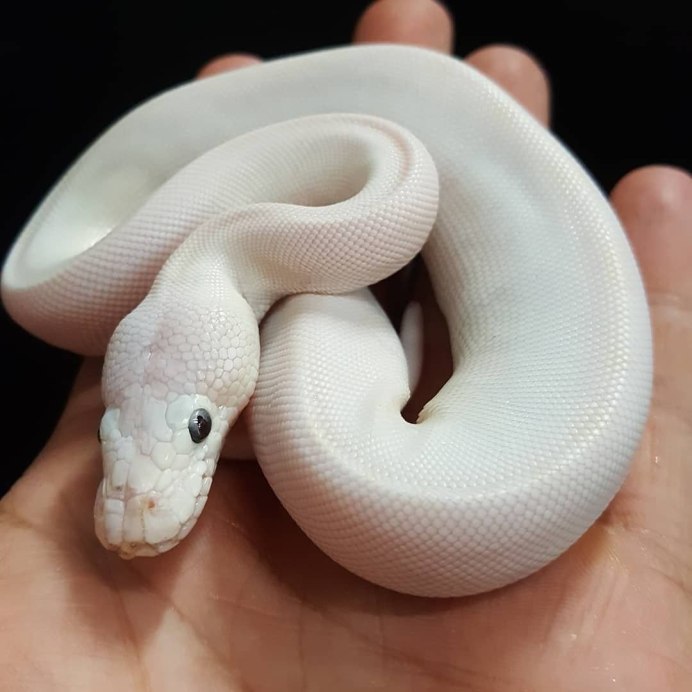 Полоз леуцист