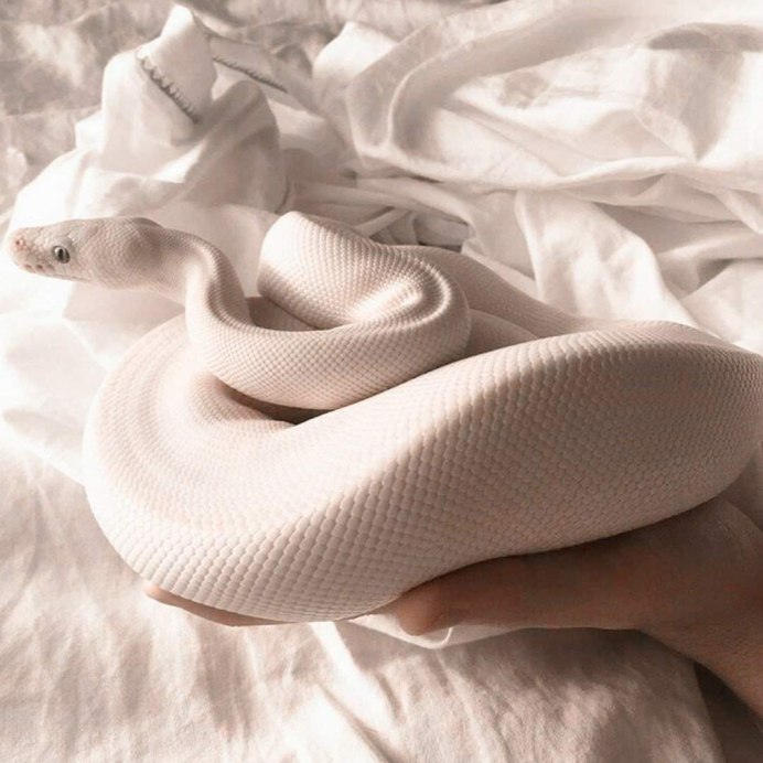 Тайпан альбинос змея