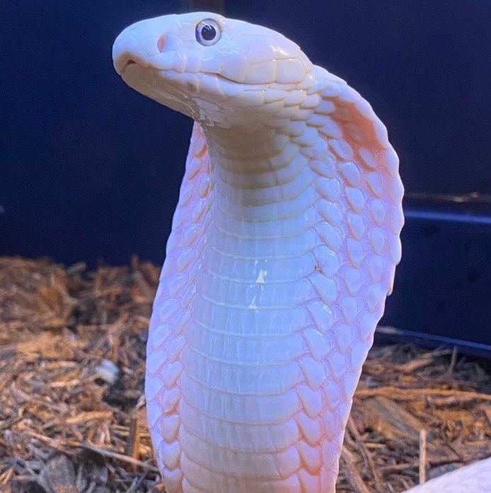 Королевский питон леуцист