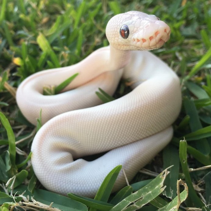 Питон Королевский Региус белые