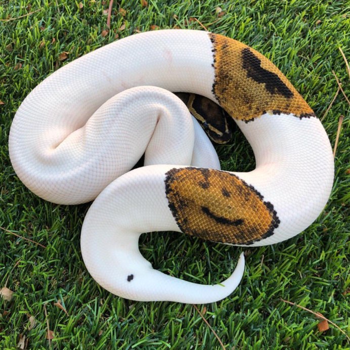 Королевский питон леуцист