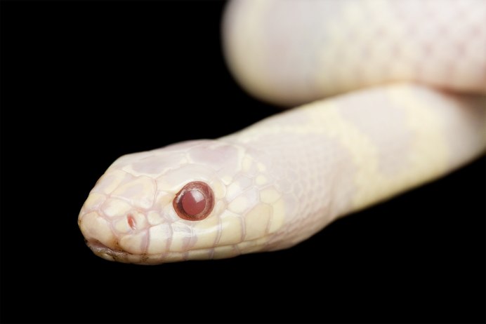 Королевский питон белый