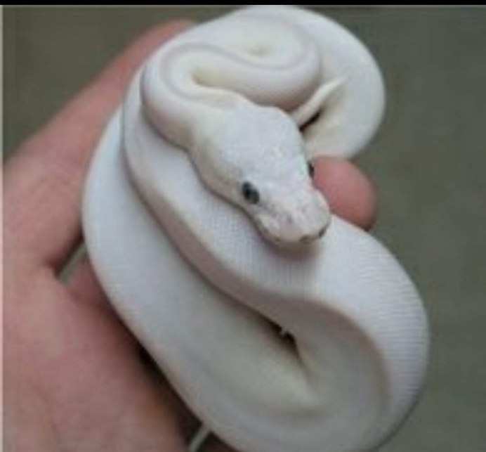 Белая мамба