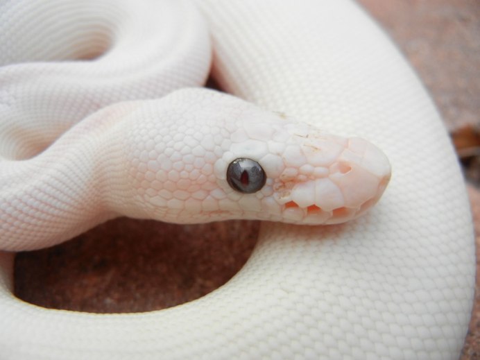 Королевский питон Albino