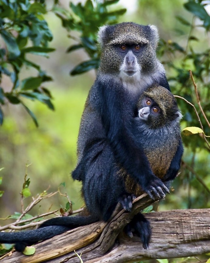 Cercopithecus MITIS