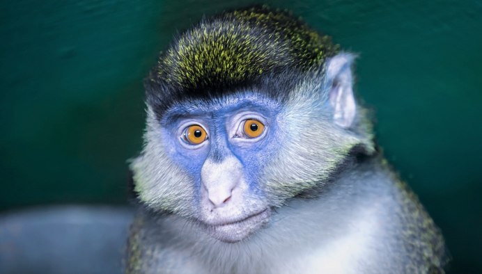 Cercopithecus kandti