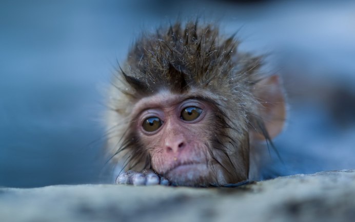 Тонкинский ринопитек (Rhinopithecus avunculus)