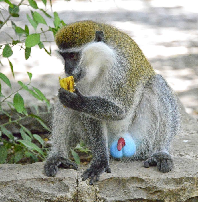 Cercopithecus MITIS