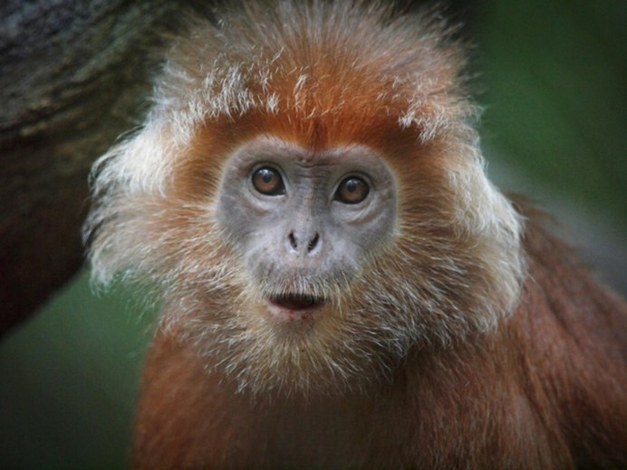 Macaca fuscata
