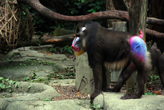Macaca assamensis