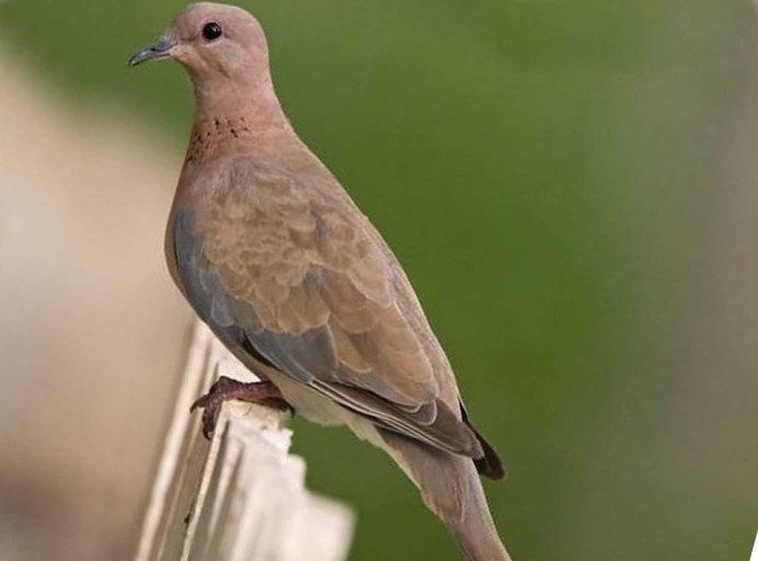 Ficedula Parva