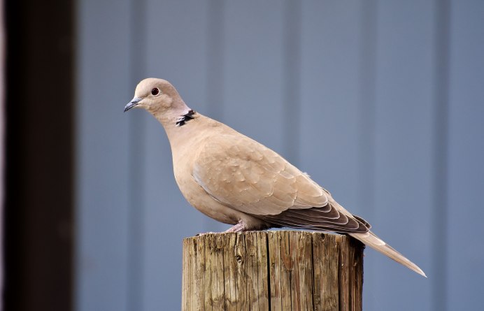 Locustella certhiola