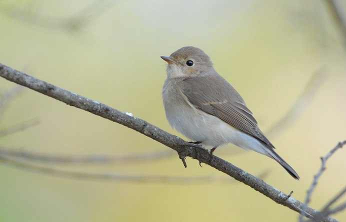 Mourning dove птица