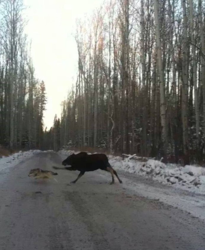 Тупой олень