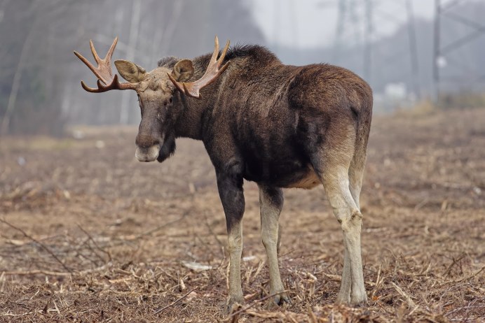 Безрогий Лось