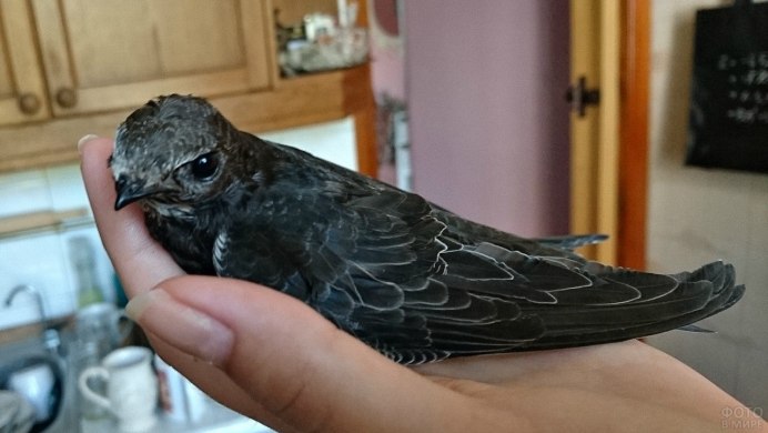 Стриж птица