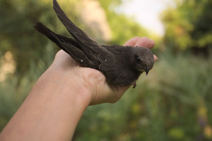 Птица на ладони