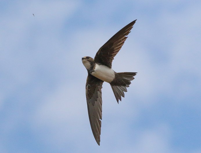 Черный Стриж – APUS APUS