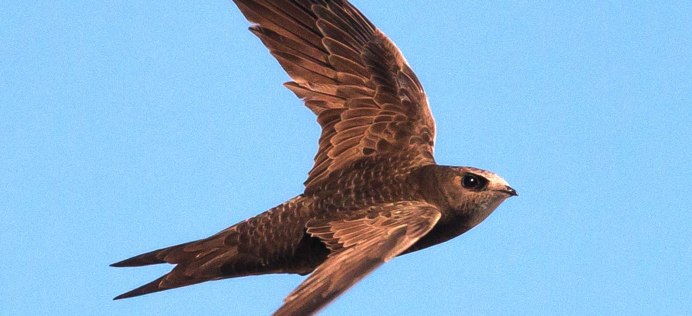 APUS pacificus – белопоясный Стриж