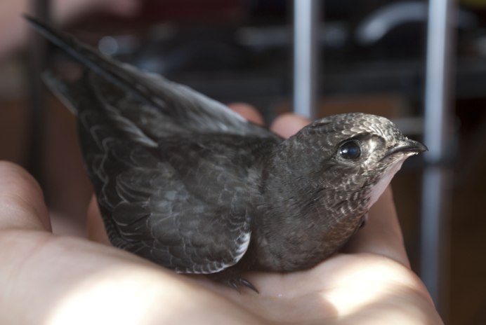 Чёрный Стриж