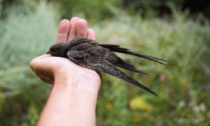 Чёрный Стриж