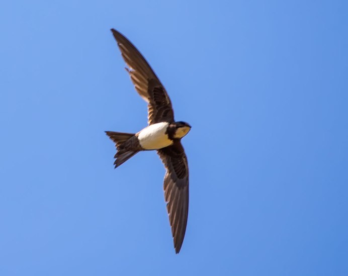 Черный Стриж в полете