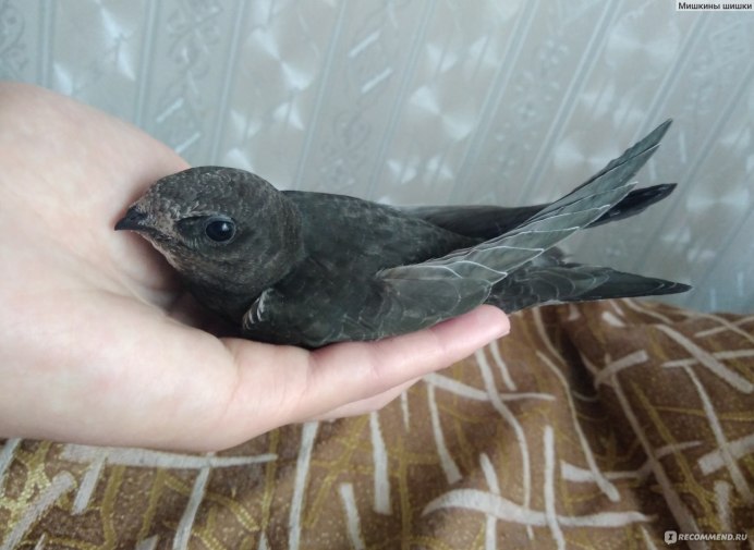 Стриж кусается