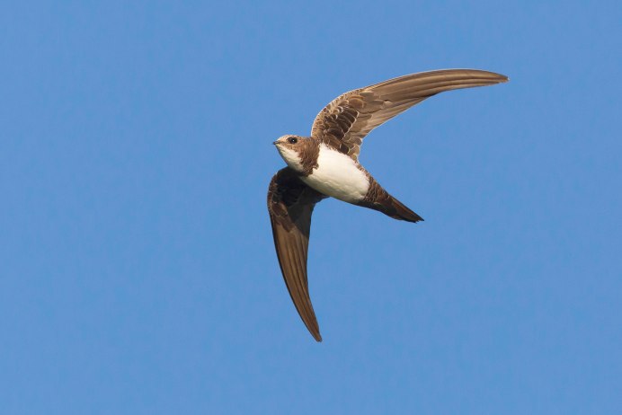 Ареал черного стрижа