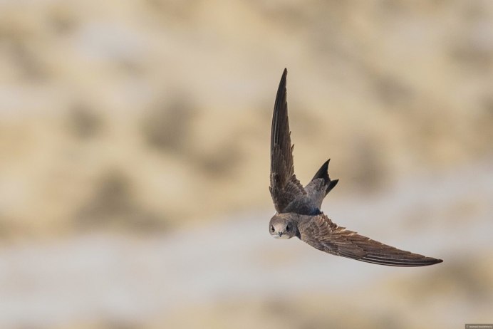 Взрослый черный Стриж