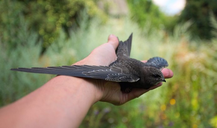 Ласточка черная