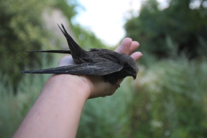 Иглохвостый Стриж