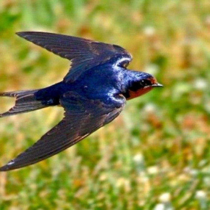 Иглохвостый Стриж птица