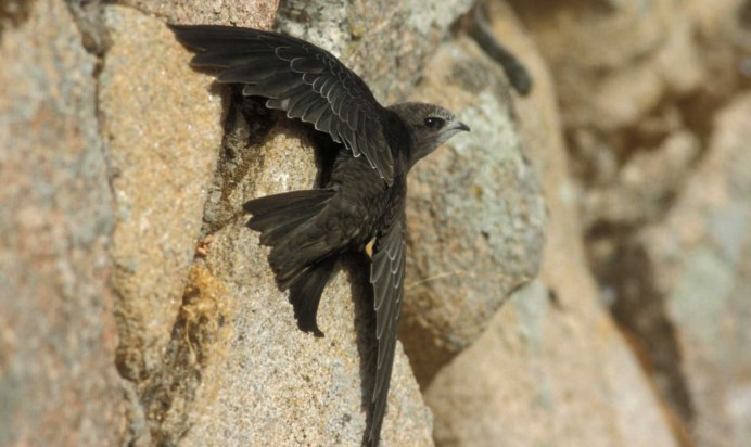 Два стрижа картинка