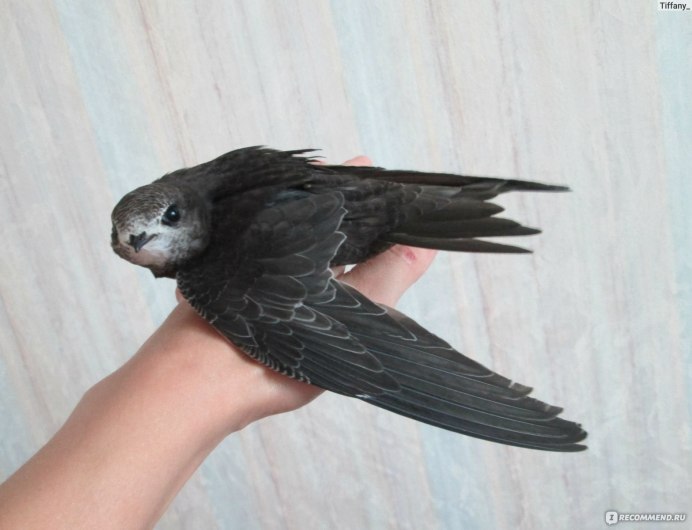 Крылья стрижа