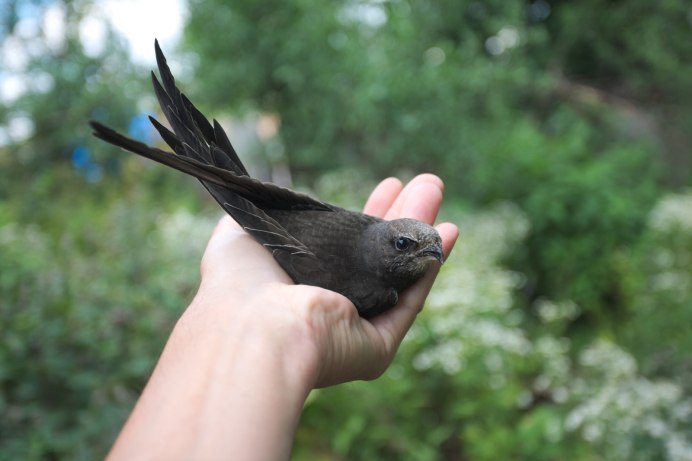 Чёрный Стриж