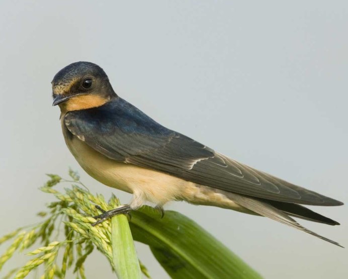 Стриж птица