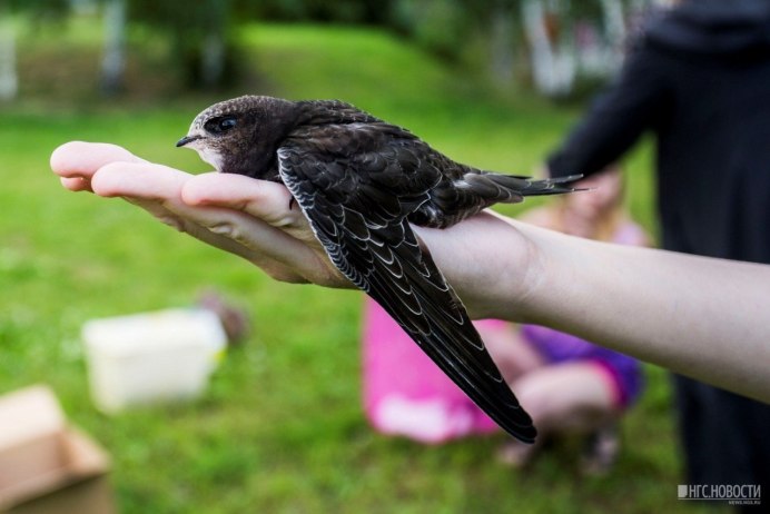 Птенец стрижа