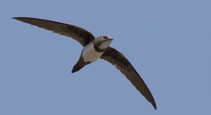 Иглохвостый Стриж