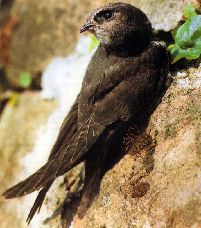 Белобрюхий Стриж