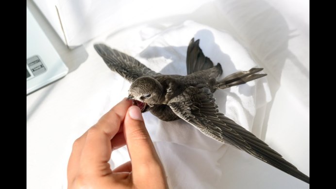 Птенец стрижа