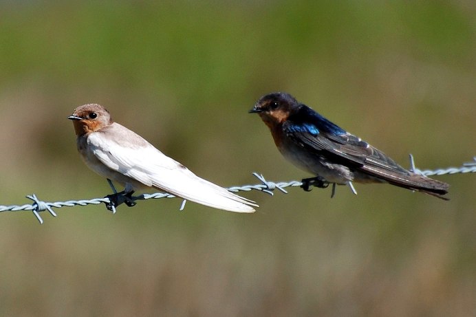 Ласточка альбинос