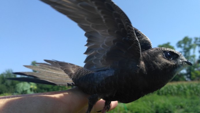 Птицы которые спят в полете