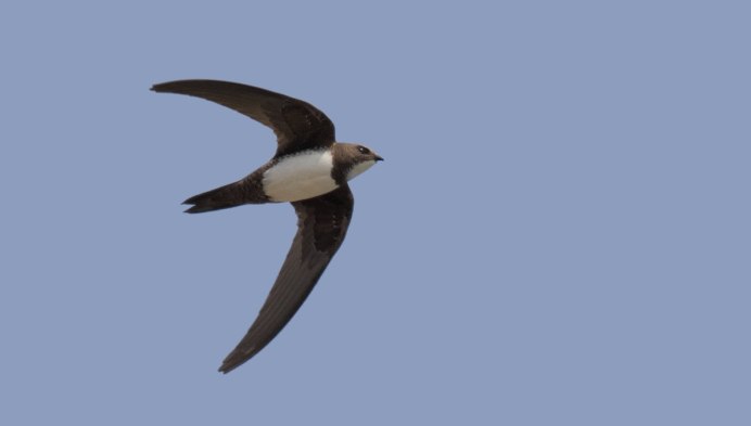 Черный Стриж самец и самка