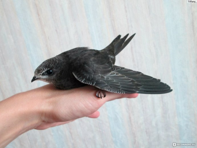 Игрушка Стриж птица