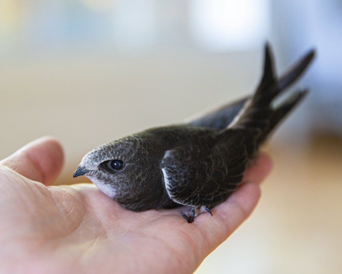 Стриж птица