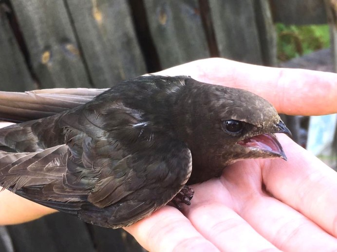 Иглохвостый Стриж