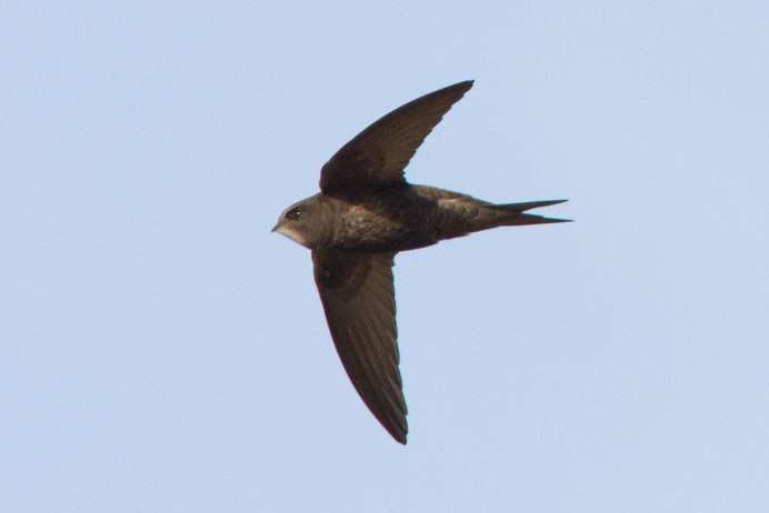 Пара ласточек