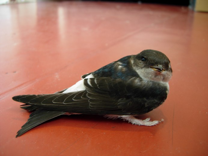 Черный Стриж птица