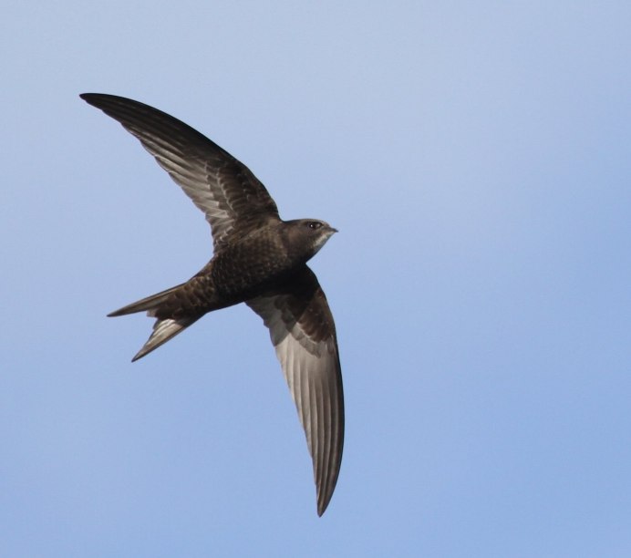 Стриж Бойко